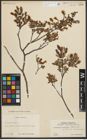 Foto von Salix myrtilloides L.